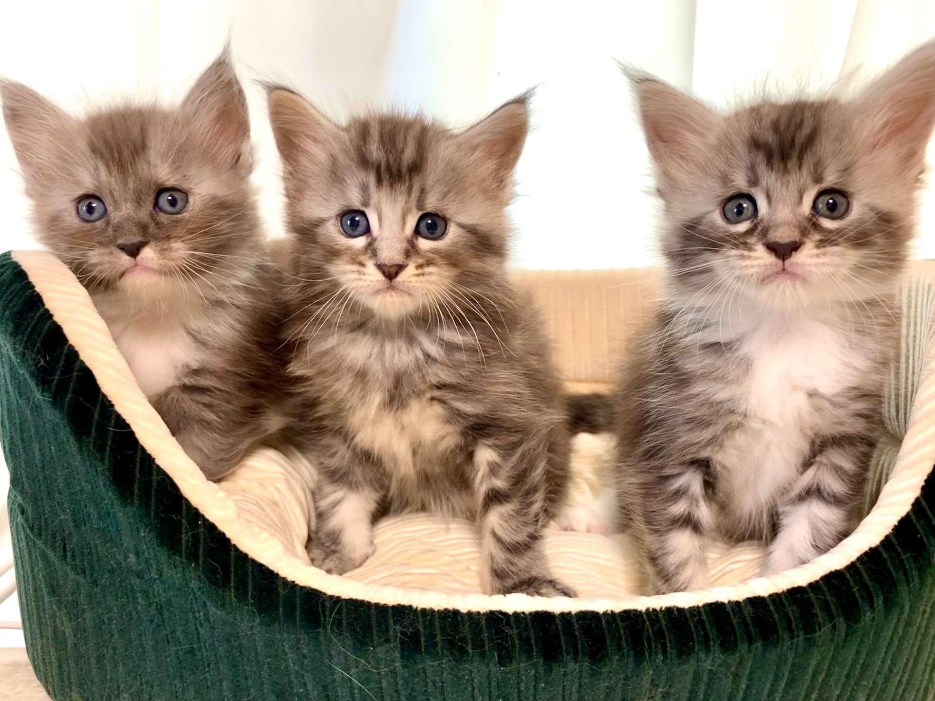 こねこ募集開始!!