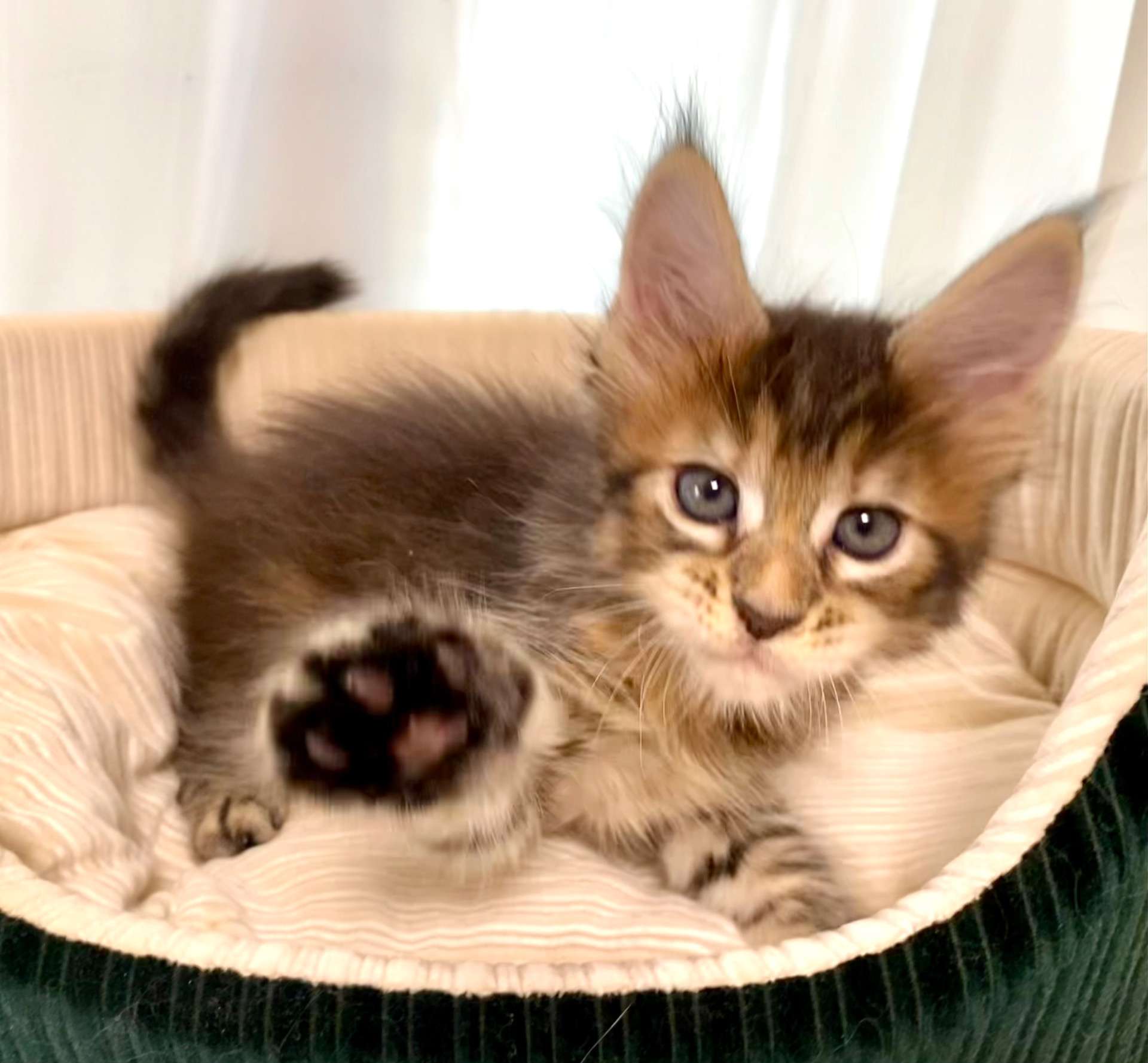 メインクーンこねこ販売開始!!