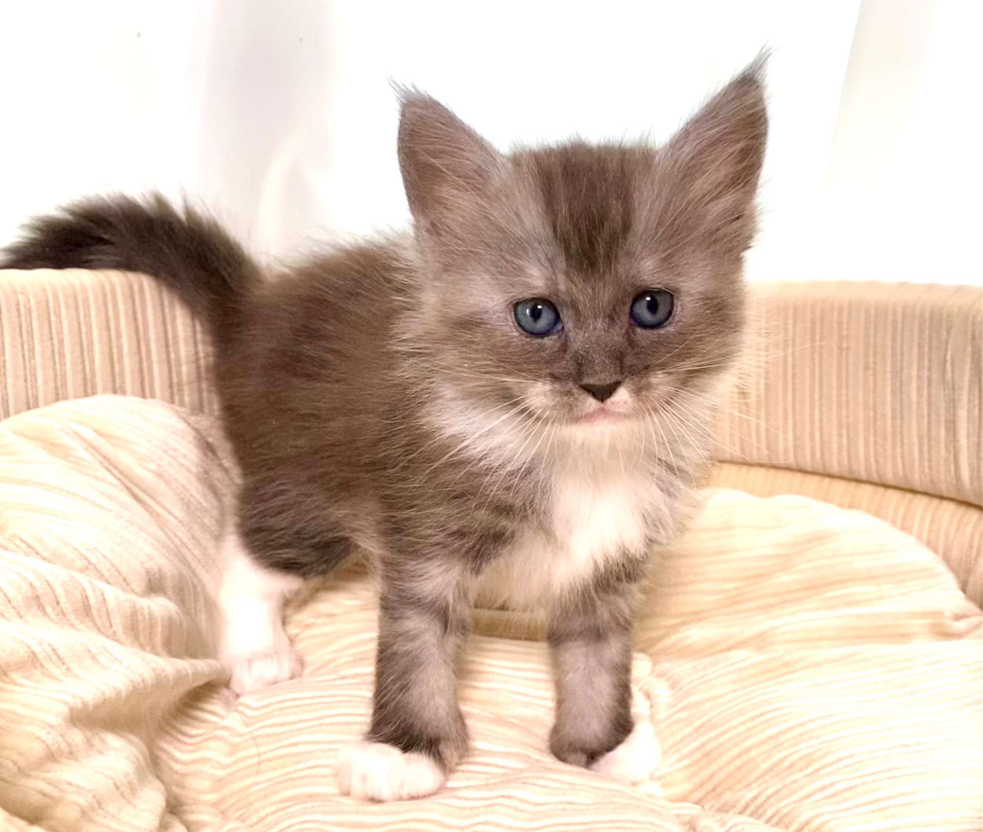 エルフ♀ 2025.11.6生    180000円