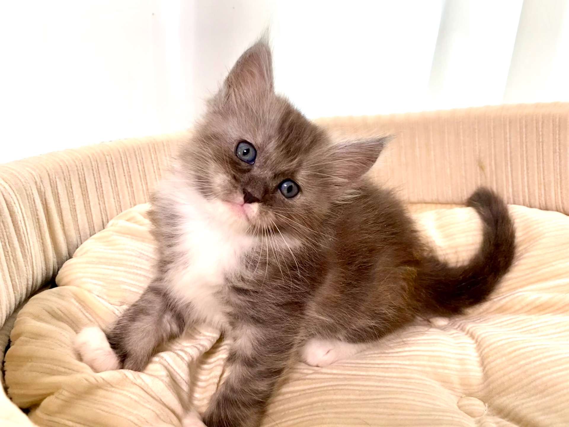 エルフ♀ 2025.11.6生    180000円