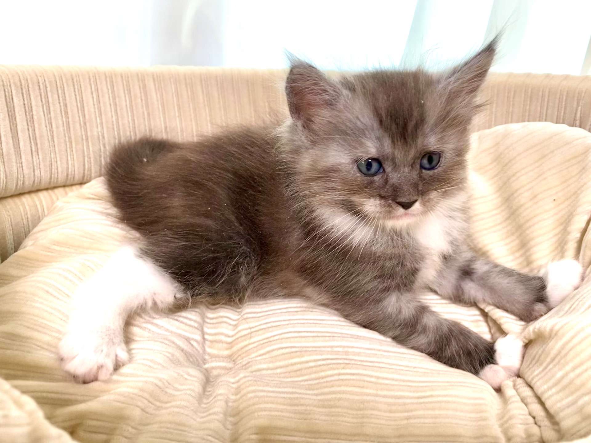 エルフ♀ 2025.11.6生    180000円