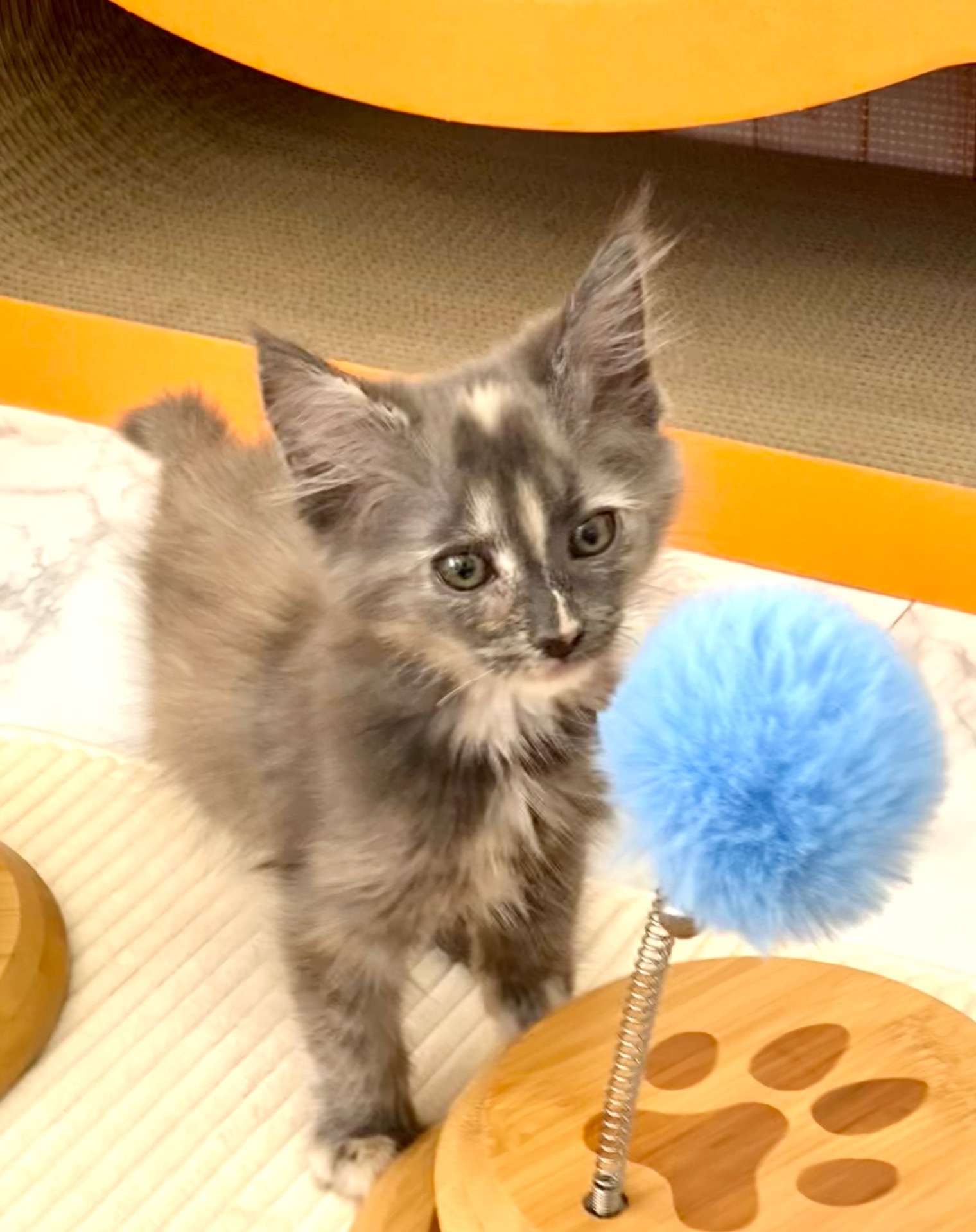 ころん♀2025.11.4生   158000円