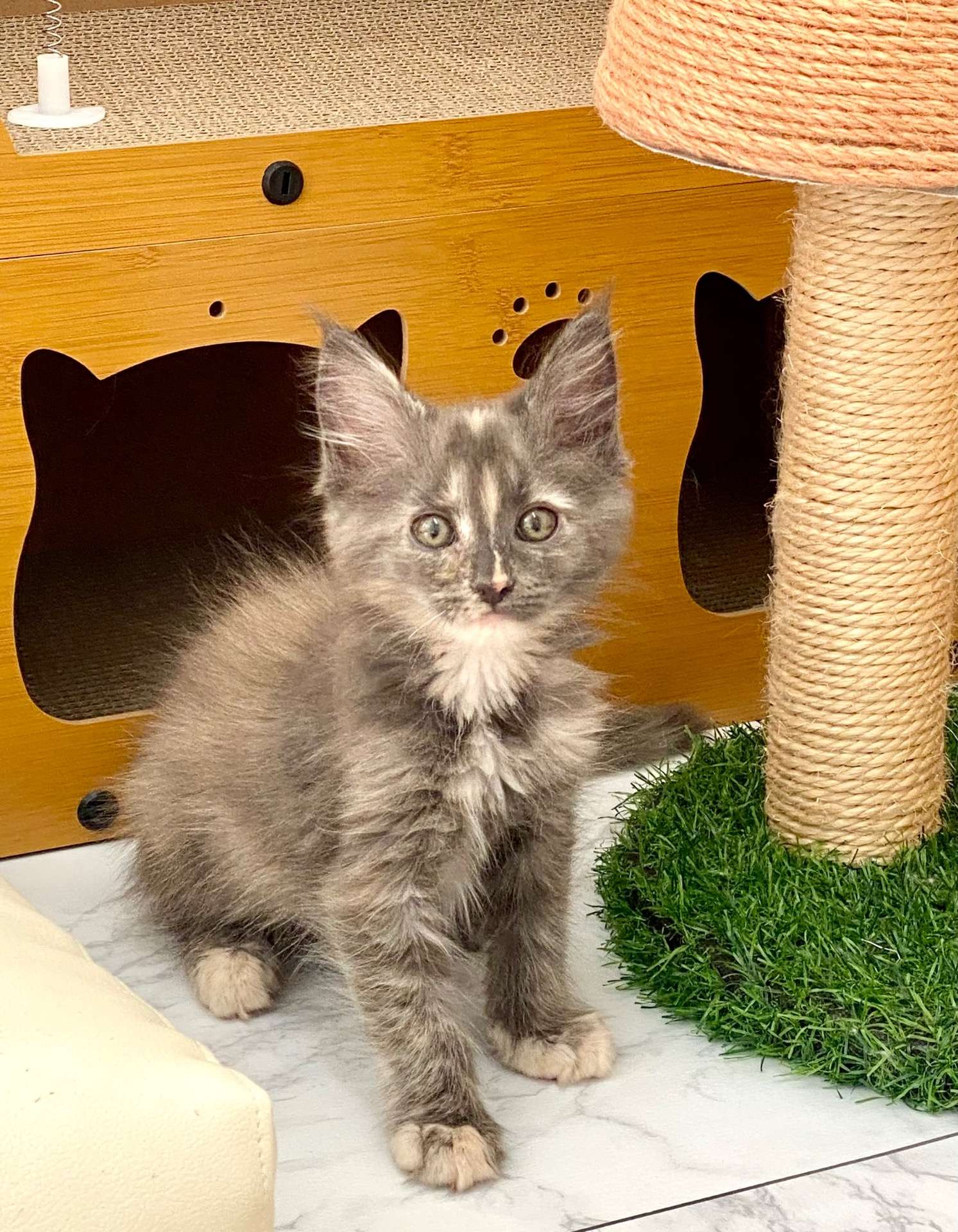 ころん♀2025.11.4生   158000円