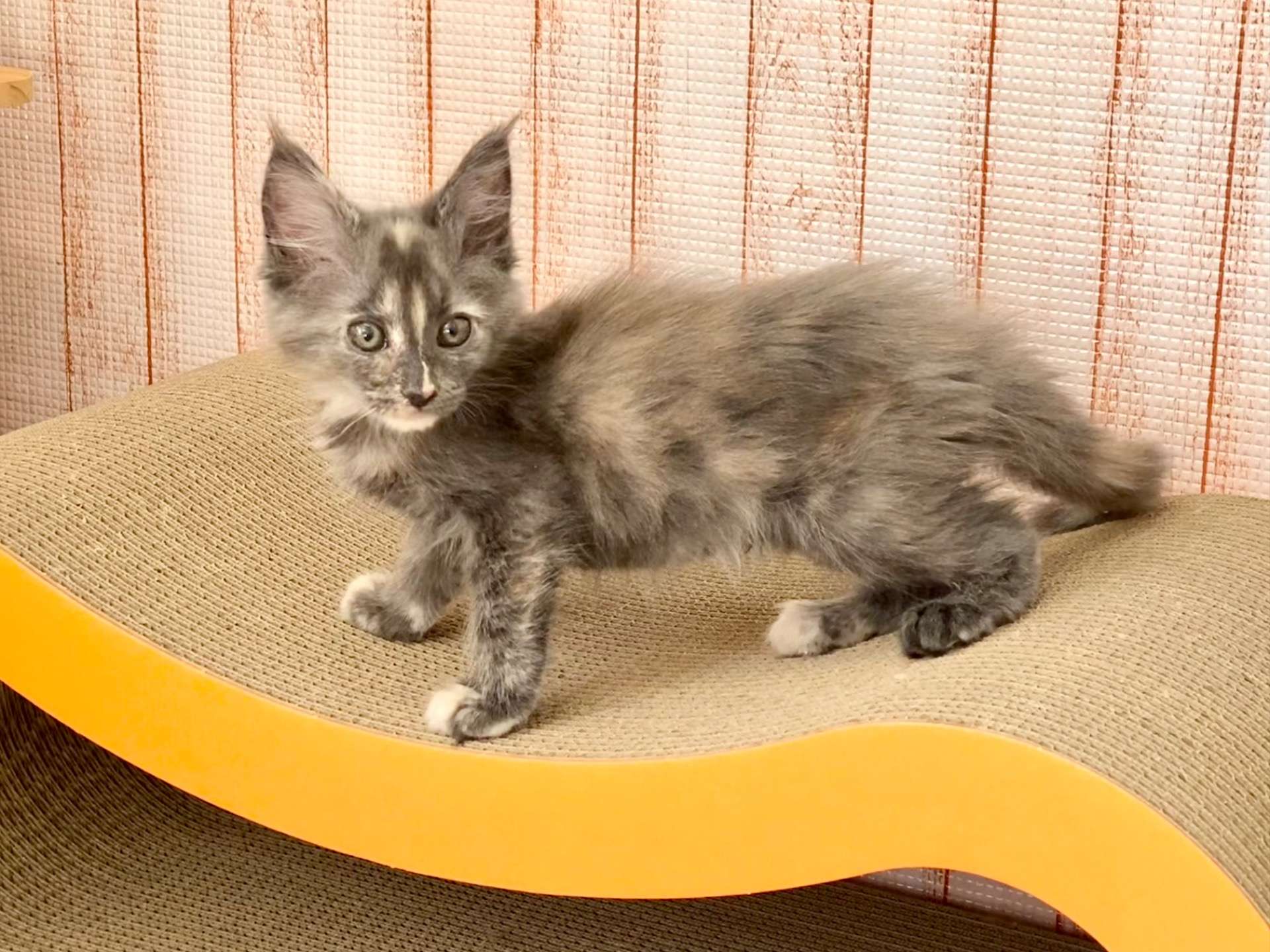 ころん♀2025.11.4生   158000円