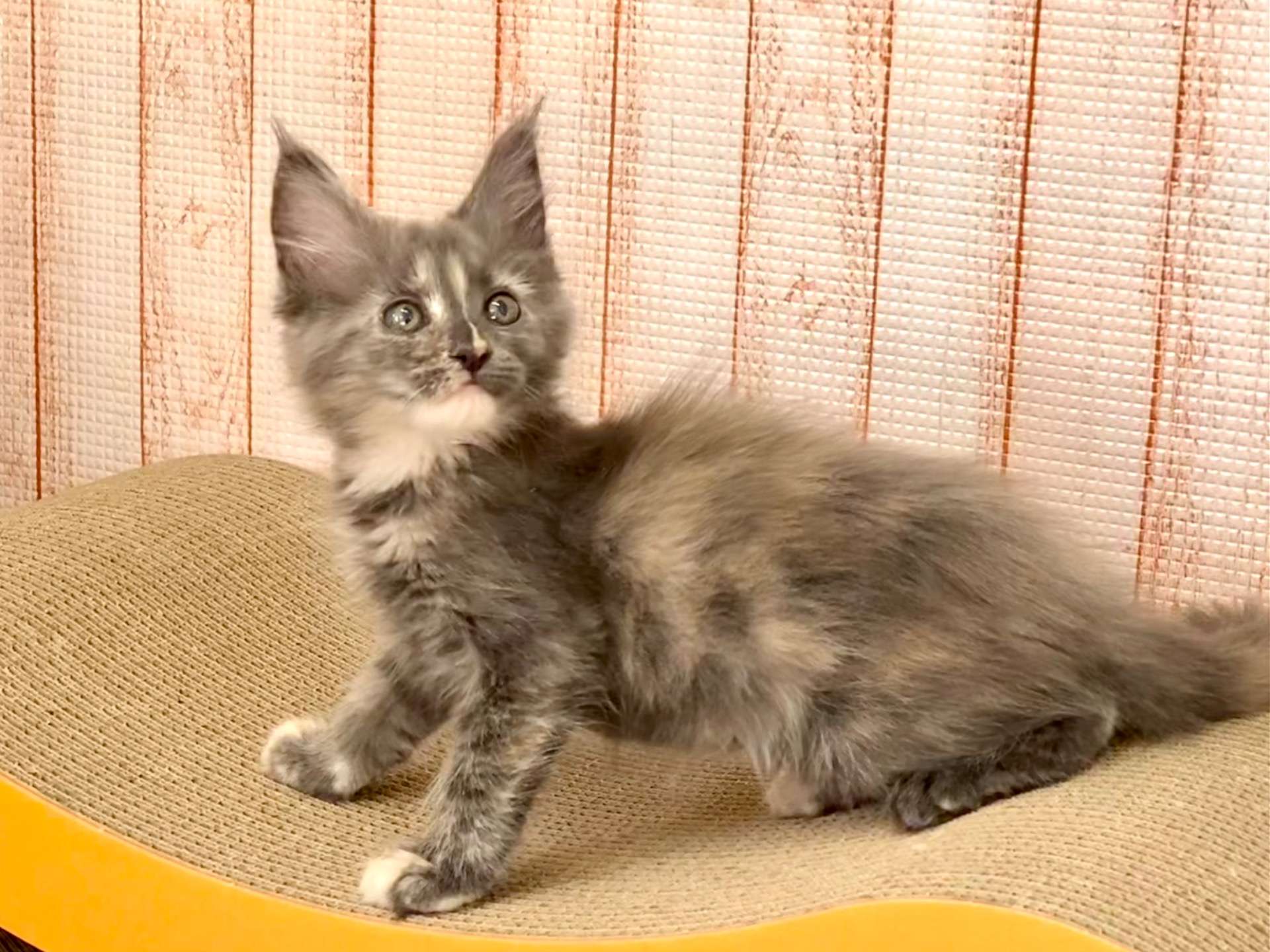 ころん♀2025.11.4生   158000円