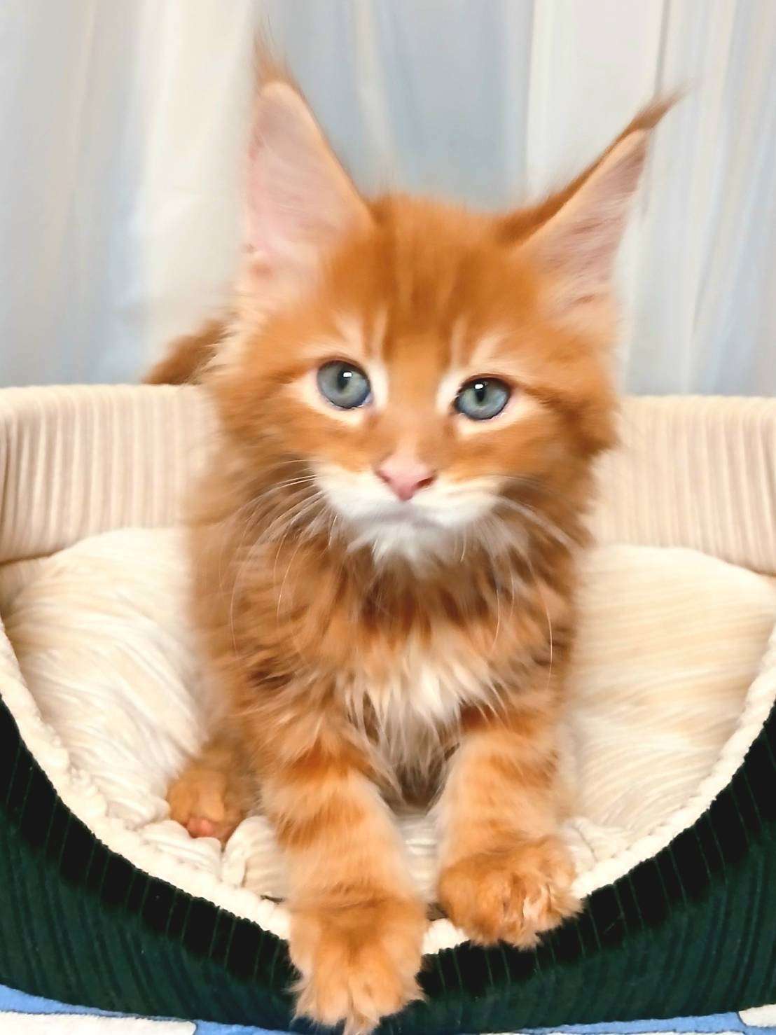 レッド♂ 2025.12.8生  200000円