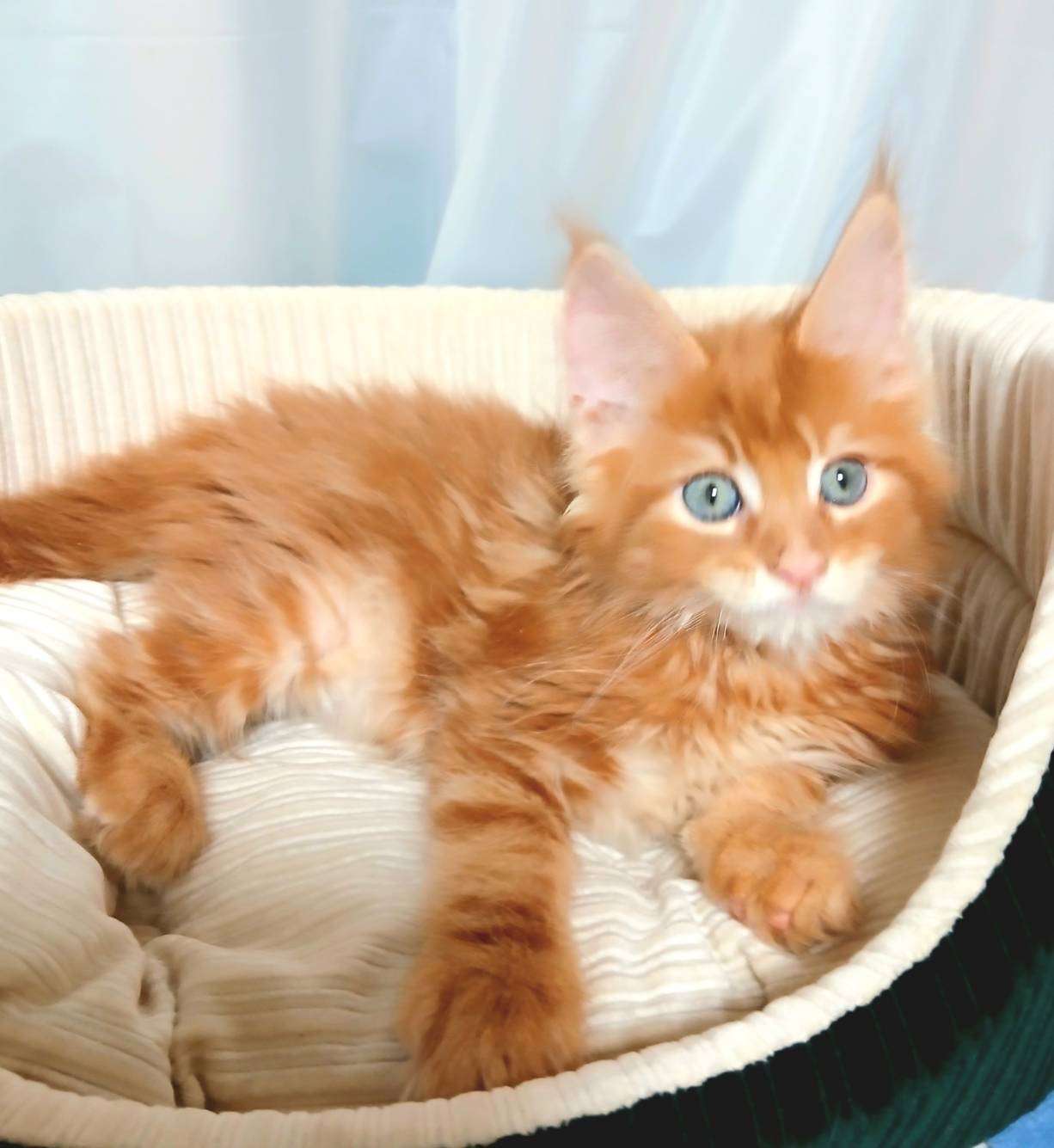 レッド♂ 2025.12.8生  200000円