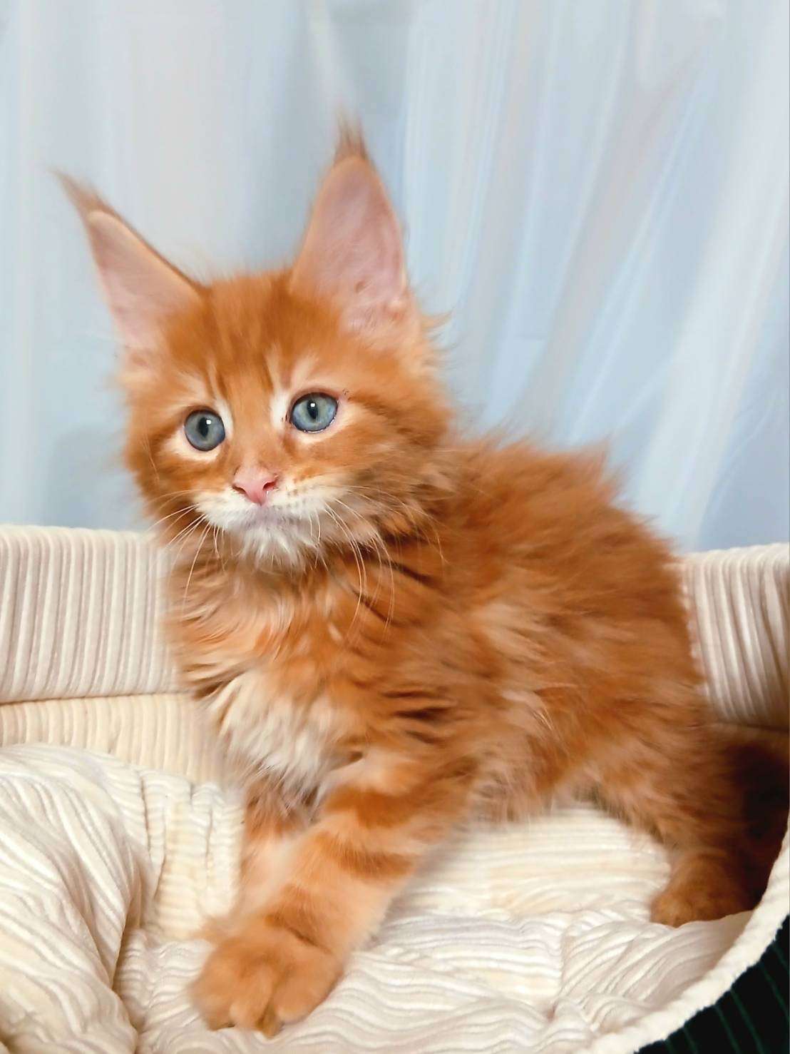 レッド♂ 2025.12.8生  200000円