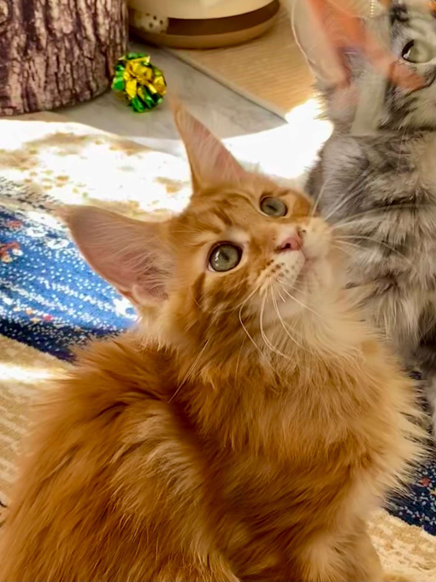 レッド♂ 2025.12.8生  200000円