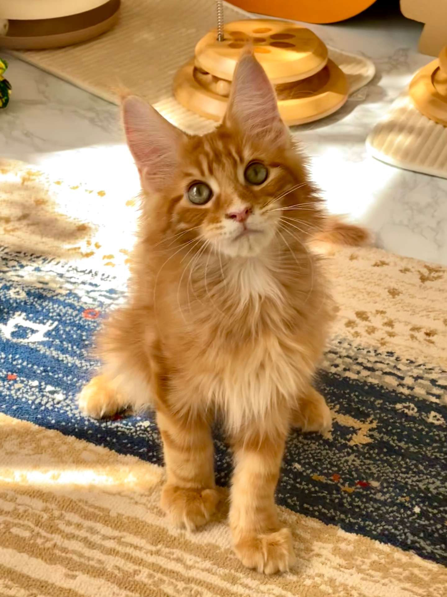 レッド♂ 2025.12.8生  200000円