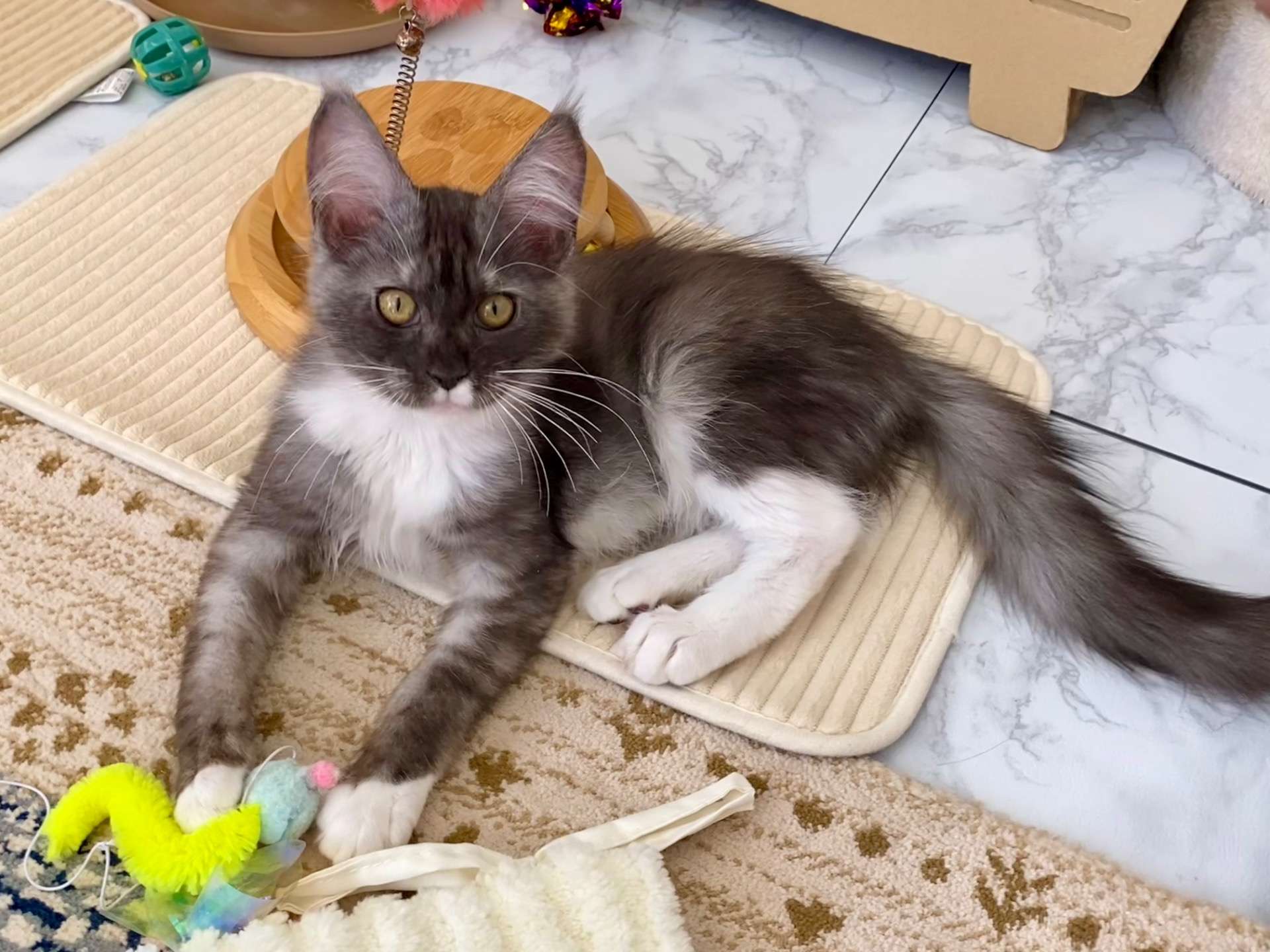 エルフ♀ 2025.11.6生    180000円