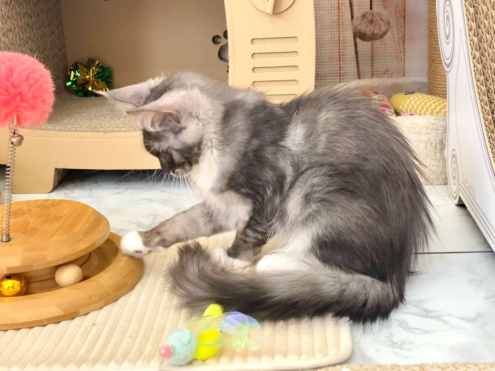 エルフ♀ 2025.11.6生    180000円