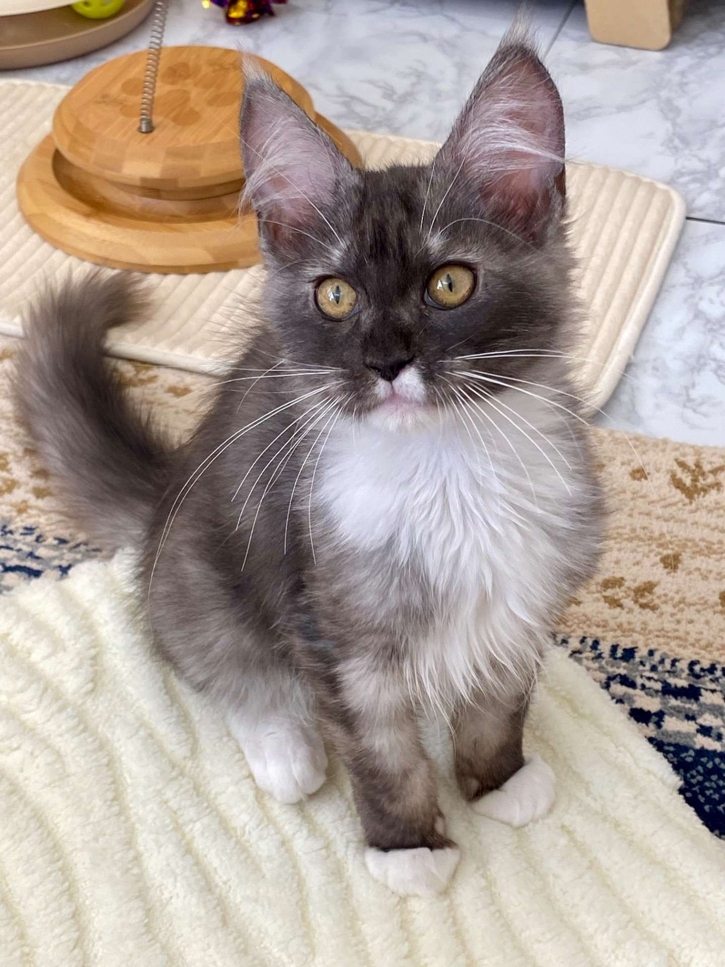 エルフ♀ 2025.11.6生    180000円